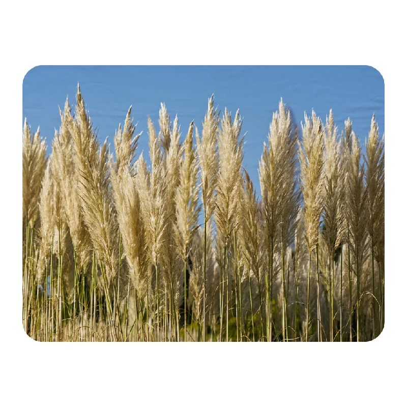 Acrylic blankets for a soft and affordable alternativeChenille blankets with a thick and fuzzy texturePampus Grass (Blanket) Acrylic blankets for a soft and affordable alternativeChenille blankets with a thick and fuzzy texturePampus Grass (Blanket)
