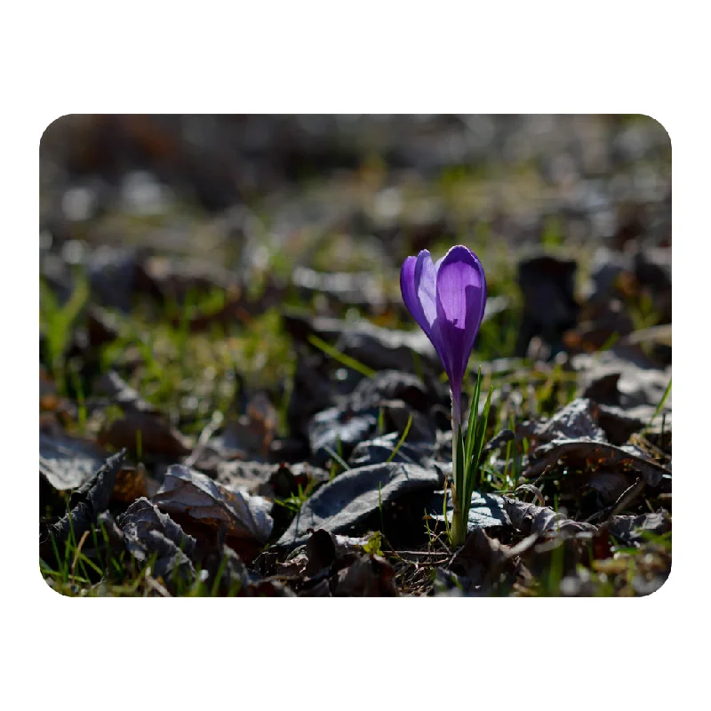 Wool blankets with natural warmth and insulationRayon from bamboo blankets for a silky and breathable feelPurple crocus flowers, Colchicum, in a green grass meadow. Close up spring or autumn flower bloom in nature (Blanket) Wool blankets with natural warmth and insulationRayon from bamboo blankets for a silky and breathable feelPurple crocus flowers, Colchicum, in a green grass meadow. Close up spring or autumn flower bloom in nature (Blanket)