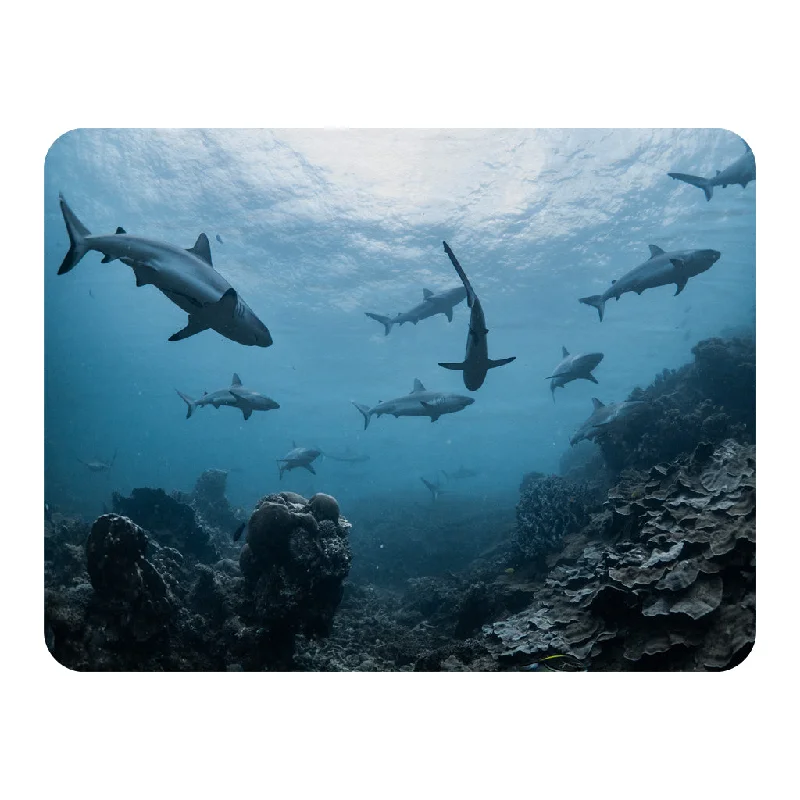 Bamboo fiber blankets with natural antibacterial propertiesAlpaca wool blankets for a hypoallergenic and warm optionSchooling grey reef sharks, Ningaloo reef, Western Australia (Blanket) Bamboo fiber blankets with natural antibacterial propertiesAlpaca wool blankets for a hypoallergenic and warm optionSchooling grey reef sharks, Ningaloo reef, Western Australia (Blanket)