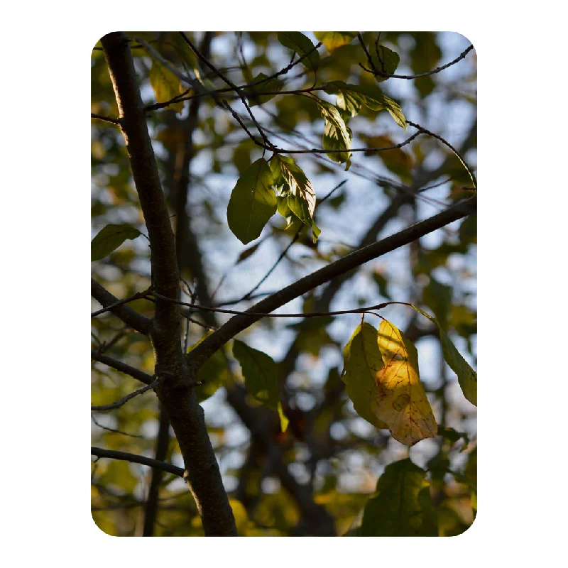 Linen blankets with a rustic and textured lookMicrofiber blankets that are durable and easy to care forTree leaves in the sunshine nature photography, leaves and branches (Blanket)